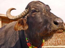 jal nigam junior engineer gets clean chit from police भैंस चोरी के आरोप में जूनियर इंजीनियर को क्लीन चिट, भीड़ ने कर दी थी धुनाई