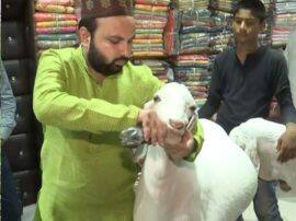 कानपुर के नखरे वाले बकरे, गर्मी में 'शंहशाह' पीता है कोल्ड ड्रिंक, खाता है मेवा Special goat in kanpur used to take cold drink कानपुर के नखरे वाले बकरे, गर्मी में 'शंहशाह' पीता है कोल्ड ड्रिंक, खाता है मेवा