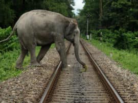 railway is using bee sound to avoid elephants death in railway track हाथियों को बचाने में सफल हो रहा है पूर्वोत्तर रेलवे का प्लान 'Bee', खर्चा- महज दो हजार