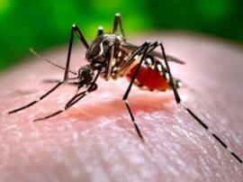 देहरादून में डेंगू का कहर जारी, मरीजों का आंकड़ा 302 पहुंचा dengue patient increased in Dehradun देहरादून में डेंगू का कहर जारी, मरीजों का आंकड़ा 302 पहुंचा