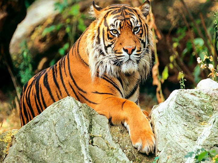 जिम कॉर्बेट टाइगर रिजर्व में बाघ ने वन श्रमिक को बनाया निवाला, पढ़ें- पूरी खबर