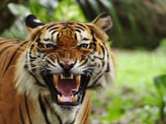 जिम कॉर्बेट टाइगर रिजर्व में बाघ ने वन श्रमिक को बनाया निवाला, पढ़ें- पूरी खबर