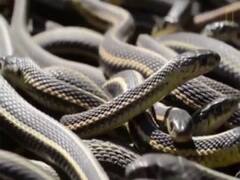 पुलिस ने किया सांपों का जखीरा बरामद, वन विभाग जांच में जुटा; सांपों से जहर निकालने की परमिशन है या नहीं