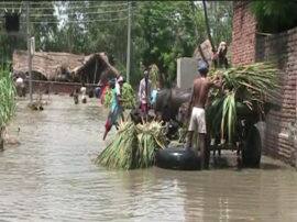 अमरोहा के आधा दर्जन गांव बाढ़ की चपेट में, हजारों बीघा में फैली फसल जलमग्न; किसान परेशान Flood like situation in Half dozen villages in Amroha ganga river crossing alert line अमरोहा के आधा दर्जन गांव बाढ़ की चपेट में, हजारों बीघा में फैली फसल जलमग्न; किसान परेशान