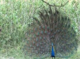 कृष्ण के माथे पर सजने वाले मोर पंख के पीछे छिपी है ये कहानी, उत्तराखंड की इस जगह से है गहरा नाता Interesting story about Peacock feather on Lord krishna forehead कृष्ण के माथे पर सजने वाले मोर पंख के पीछे छिपी है ये कहानी, उत्तराखंड की इस जगह से है गहरा नाता