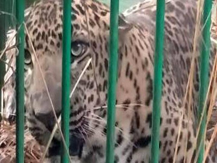 श्रावस्ती: सलाखों के पीछे पहुंचा आदमखोर तेंदुआ, इलाके में फैला रखी थी दहशत