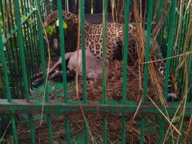 श्रावस्ती: सलाखों के पीछे पहुंचा आदमखोर तेंदुआ, इलाके में फैला रखी थी दहशत Forest Department captured leopard in shravasti श्रावस्ती: सलाखों के पीछे पहुंचा आदमखोर तेंदुआ, इलाके में फैला रखी थी दहशत