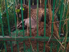 श्रावस्ती: सलाखों के पीछे पहुंचा आदमखोर तेंदुआ, इलाके में फैला रखी थी दहशत