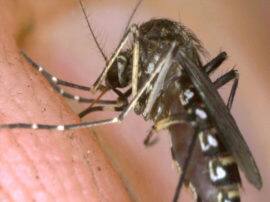 Ariel fogging way to stop mosquito generated disease मच्छरों से फैलनेवाले रोगों से निपटने के लिये अब अपनाया जा सकता है ये उपाय