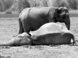 elephant death in jim corbett national park in uttrakhand जिम कॉर्बेट नेशनल पार्क में हाथी का क्षत-विक्षत शव बरामद, जानें- कहां उलझी गुत्थी