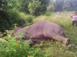 करंट की चपेट में आने से हुई हाथी की मौत, वन विभाग ने कब्जे में लिया शव elephant died due to electric shock in rishikesh करंट की चपेट में आने से हुई हाथी की मौत, वन विभाग ने कब्जे में लिया शव