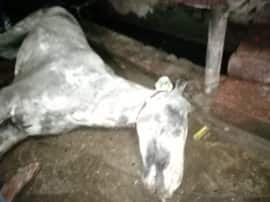 accident during Ganesh idol immersion horse died due to electric current गणेश प्रतिमा विसर्जन शोभायात्रा के दौरान हादसा, बिजली का हाईटेंशन तार गिरने से घोड़े की मौत