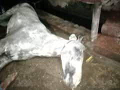 गणेश प्रतिमा विसर्जन शोभायात्रा के दौरान हादसा, बिजली का हाईटेंशन तार गिरने से घोड़े की मौत