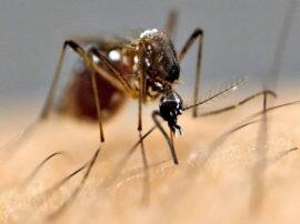 देहरादून में जारी है डेंगू का कहर, 1900 के पार पहुंचा मरीजों का आंकड़ा, 120 पुलिसकर्मी बीमार Number of dengue patients crossed 19 hundred in Dehradun देहरादून में जारी है डेंगू का कहर, 1900 के पार पहुंचा मरीजों का आंकड़ा, 120 पुलिसकर्मी बीमार