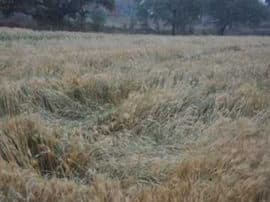 महोबा: खराब फसल हाथ में लेकर किसानों ने तहसील पर किया प्रदर्शन, मुआवजे की मांग Farmer protest in Mahoba after crops damage महोबा: खराब फसल हाथ में लेकर किसानों ने तहसील पर किया प्रदर्शन, मुआवजे की मांग