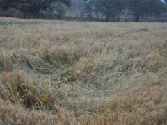 महोबा: खराब फसल हाथ में लेकर किसानों ने तहसील पर किया प्रदर्शन, मुआवजे की मांग