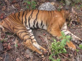 tiger found dead in jim corbett national park जिम कॉर्बेट नैशनल पार्क में मिला बाघ का शव, पोस्टमॉर्टम रिपोर्ट आने के बाद पता चलेगी सच्चाई