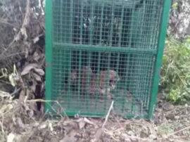 पीलीभीत टाइगर रिजर्व में अभी भी सक्रिय हैं शिकारी..जाल में फंसे तेंदुए को घंटों मशक्कत बाद निकाला गया Rescue operation of Leopard in Pilibhit पीलीभीत टाइगर रिजर्व में अभी भी सक्रिय हैं शिकारी..जाल में फंसे तेंदुए को घंटों मशक्कत बाद निकाला गया