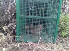 पीलीभीत टाइगर रिजर्व में अभी भी सक्रिय हैं शिकारी..जाल में फंसे तेंदुए को घंटों मशक्कत बाद निकाला गया