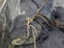 अयोध्या: सरयू नदी से निकलकर आबादी में पहुंचा मगरमच्छ, लोगों में हड़कंप Crocodile in populated area in Ayodhya अयोध्या: सरयू नदी से निकलकर आबादी में पहुंचा मगरमच्छ, लोगों में हड़कंप