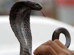 सांप ने काटा तो युवक ने किया ऐसा काम, जानकर हैरत में पड़ जाएंगे आप