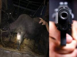पशु चोरों ने पुलिस टीम पर की फायरिंग, तलाशी के दौरान कार के अंदर मिली भैंस Animal thieves firing on police team in bulandshahr पशु चोरों ने पुलिस टीम पर की फायरिंग, तलाशी के दौरान कार के अंदर मिली भैंस