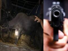 पशु चोरों ने पुलिस टीम पर की फायरिंग, तलाशी के दौरान कार के अंदर मिली भैंस