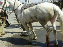 police officers fell on the ground during horse Riding in muzaffarnagar घोड़े पर सवार होकर निरीक्षण करना पड़ा भारी, धड़ाम से जमीन पर गिरे पुलिस अधिकारी