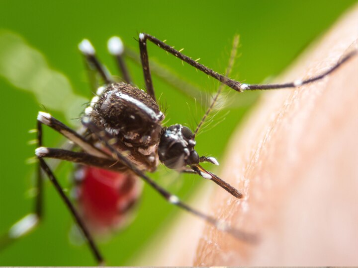 ललितपुर में डेंगू बुखार का कहर, 30 मरीज सामने आने के बाद जिले में हड़कंप Dengue fever havoc in Lalitpur