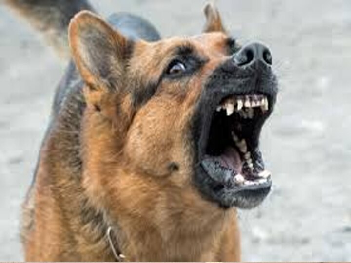 वाराणसी: पागल कुत्ते का आतंक, दो बच्चों पर हमलाकर बुरी तरह घायल किया Two children attacked by Dog in varanasi