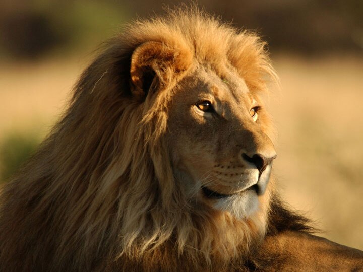 लॉयन सफारी में 'तौकीर' की मौत, कई दिनों से था बीमार loin died in Etawah loin safari