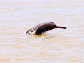 हापुड़: गंगा में डॉल्फिन की गिनती के लिये WWF की टीम ने शुरू किया अभियान Counting of Dolphin in Ganga river continues From Hapur हापुड़: गंगा में डॉल्फिन की गिनती के लिये WWF की टीम ने शुरू किया अभियान