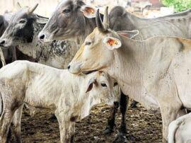 26 dead body of cow found in Etawah 26 गौवंशों के शव मिलने से मचा हड़कंप, पोस्टमार्टम के बाद दफनाए गए शव