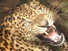 बागेश्वर में गुलदार की दहशत, दिन में भी घर से निकलने में डर रहे ग्रामीण