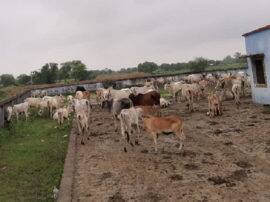 बांदा: आवारा पशुओं से परेशान ग्रामीणों ने प्राथमिक स्कूल में जानवरों को बंद किया.. Villagers locked stray animals in school in banda बांदा: आवारा पशुओं से परेशान ग्रामीणों ने प्राथमिक स्कूल में जानवरों को बंद किया..