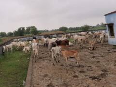 बांदा: आवारा पशुओं से परेशान ग्रामीणों ने प्राथमिक स्कूल में जानवरों को बंद किया..