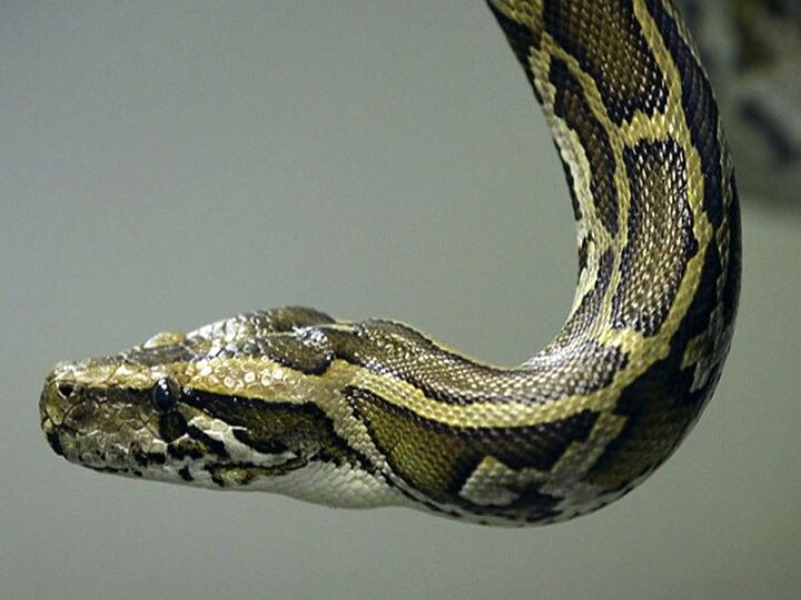 python