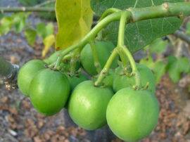 nine children ill after having Poisonous fruit in Shamli शामली: जहरीला फल खाने से 9 बच्चे बीमार, पांच की हालत गंभीर