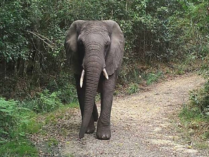 जंगली हाथी ने दो लोगों को उतारा मौत के घाट, ग्रामीणों ने वन विभाग की टीम और डीएफओ को बनाया बंधक Haridwar News