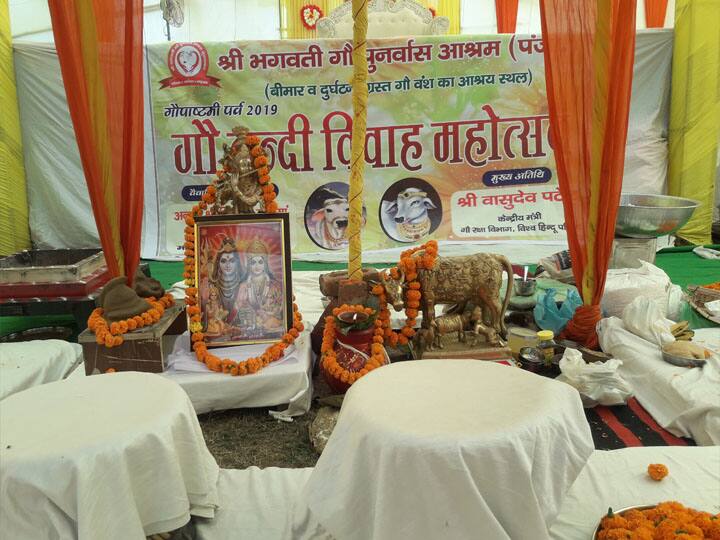 विवाह के बंधन में बंधे कृष्ण प्यारी और नंदी, अनोखी शादी के बारे में जानने के लिए करें क्लिक Moradabad News