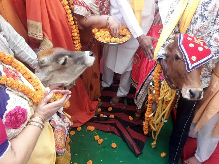विवाह के बंधन में बंधे कृष्ण प्यारी और नंदी, अनोखी शादी के बारे में जानने के लिए करें क्लिक Moradabad News