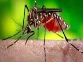 Lalitpur News ललितपुर में पैर पसार रहा है डेंगू...जिले में मरीजों की संख्या 60 पहुंची 60 Dengue patient detected in Lalitpur Lalitpur News ललितपुर में पैर पसार रहा है डेंगू...जिले में मरीजों की संख्या 60 पहुंची